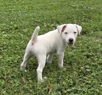 Cody, a male Parson Russell Terrier for sale in Milan, IL – 7 of 10
