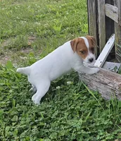 Cash, a male Jack Russell Terrier for sale in Milan, IL – 6 of 10