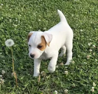Wyatt , a male Jack Russell Terrier for sale in Milan, IL – 4 of 10