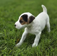 Wrigley, a male Jack Russell Terrier for sale in Milan, IL – 4 of 9