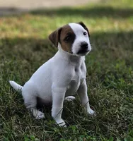 Cody, a male Jack Russell Terrier for sale in Milan, IL – 9 of 10