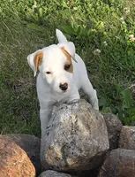 Wyatt .., a male Parson Russell Terrier for sale in Milan, IL – 6 of 10