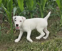 Winston , a male Jack Russell Terrier for sale in Milan, IL – 3 of 10