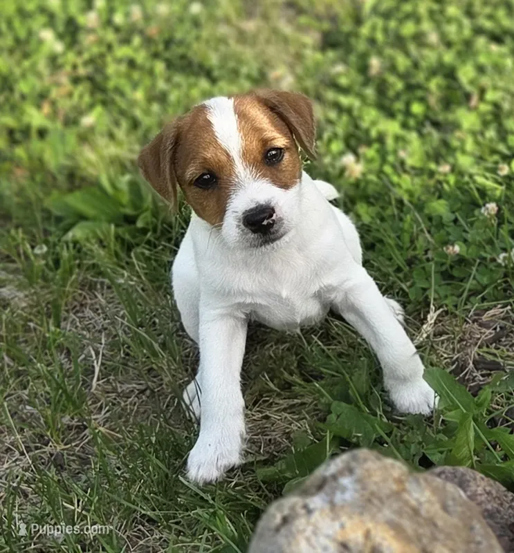 Cash – Jack Russell Terrier puppy for sale in Milan, IL