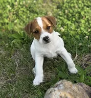 Cash, a male Jack Russell Terrier for sale in Milan, IL – 3 of 10