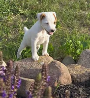 Wyatt , a male Jack Russell Terrier for sale in Milan, IL – 2 of 10