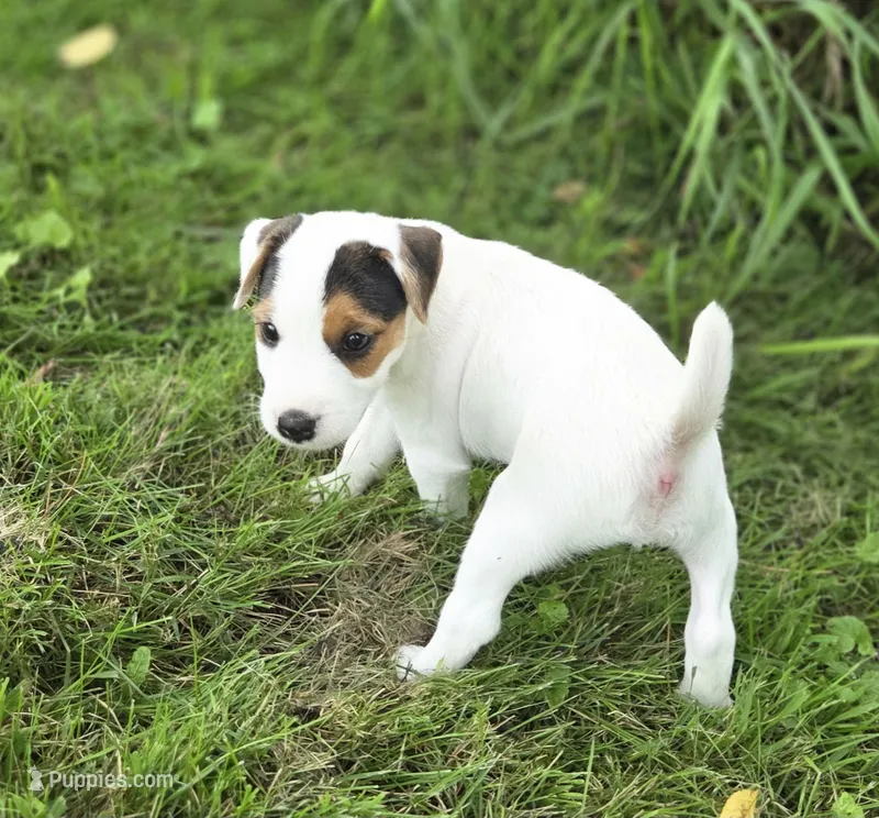 Wrigley – Jack Russell Terrier puppy for sale in Milan, IL