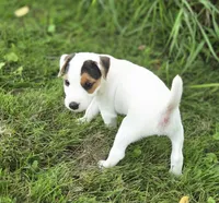 Wrigley, a male Jack Russell Terrier for sale in Milan, IL – 5 of 9