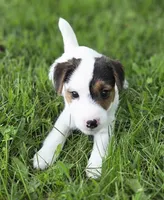 Harry, a male Jack Russell Terrier for sale in Milan, IL – 6 of 10