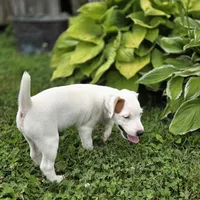 Cody, a male Parson Russell Terrier for sale in Milan, IL – 10 of 10