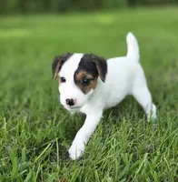 Harry, a male Jack Russell Terrier for sale in Milan, IL – 4 of 10