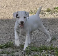 Hunter, a male Jack Russell Terrier for sale in Milan, IL – 9 of 10