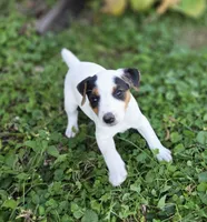 Morgan, a male Jack Russell Terrier for sale in Milan, IL – 2 of 10