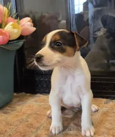 Daisy , a female Jack Russell Terrier for sale in Milan, IL – Photo 4 of 10