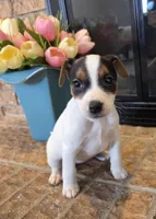 Daisy , a female Jack Russell Terrier for sale in Milan, IL – Photo 9 of 10
