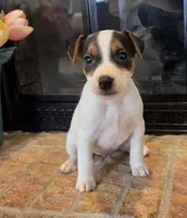 Daisy , a female Jack Russell Terrier for sale in Milan, IL – Photo 5 of 10