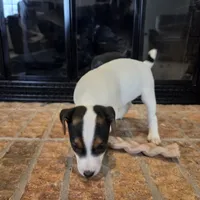 Daisy , a female Jack Russell Terrier for sale in Milan, IL – Photo 10 of 10