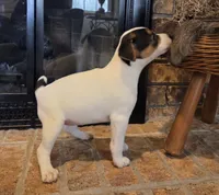 Daisy , a female Jack Russell Terrier for sale in Milan, IL – Photo 8 of 10