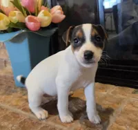 Daisy , a female Jack Russell Terrier for sale in Milan, IL – Photo 3 of 10