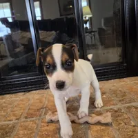 Daisy , a female Jack Russell Terrier for sale in Milan, IL – Photo 7 of 10