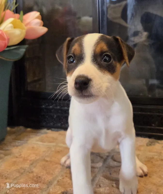 Daisy  – Jack Russell Terrier puppy for sale in Milan, IL