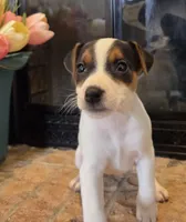 Daisy , a female Jack Russell Terrier for sale in Milan, IL – Photo 1 of 10