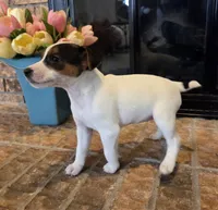 Daisy , a female Jack Russell Terrier for sale in Milan, IL – Photo 2 of 10