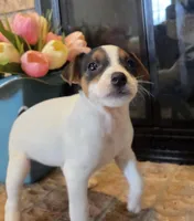 Daisy , a female Jack Russell Terrier for sale in Milan, IL – Photo 6 of 10