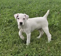 Winston , a male Jack Russell Terrier for sale in Milan, IL – 10 of 10