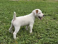 Cody, a male Parson Russell Terrier for sale in Milan, IL – 5 of 10