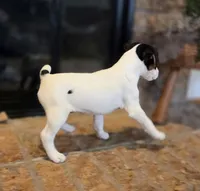 Lily , a female Jack Russell Terrier for sale in Milan, IL – Photo 2 of 10