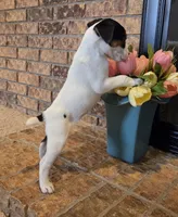 Lily , a female Jack Russell Terrier for sale in Milan, IL – Photo 10 of 10