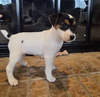 Lily , a female Jack Russell Terrier for sale in Milan, IL – Photo 7 of 10