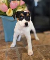 Lily , a female Jack Russell Terrier for sale in Milan, IL – Photo 4 of 10