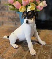 Lily , a female Jack Russell Terrier for sale in Milan, IL – Photo 3 of 10