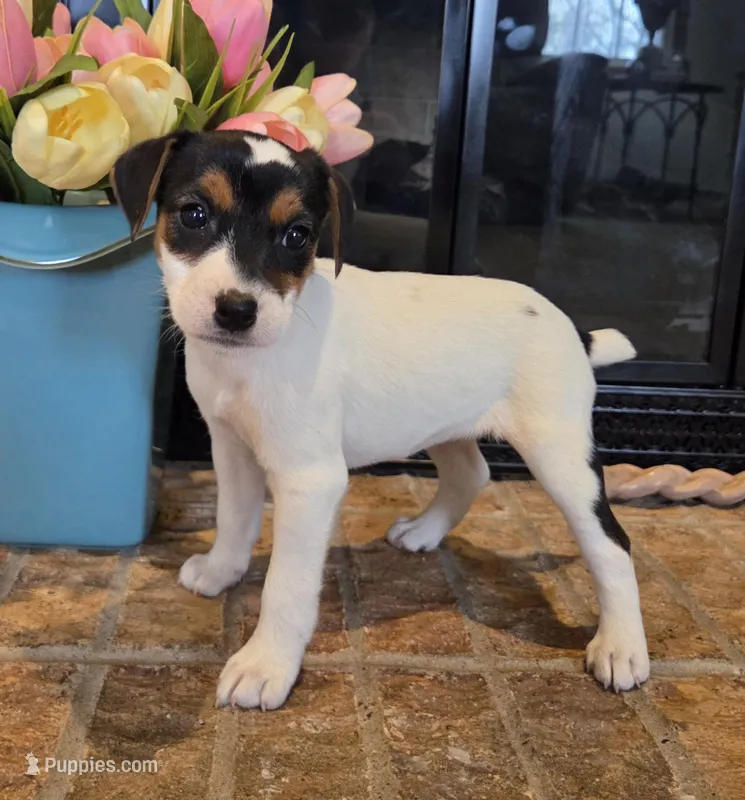 Lily  – Jack Russell Terrier puppy for sale in Milan, IL