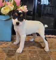 Lily , a female Jack Russell Terrier for sale in Milan, IL – Photo 1 of 10