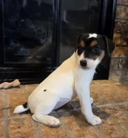 Lily , a female Jack Russell Terrier for sale in Milan, IL – Photo 5 of 10