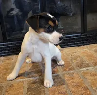 Lily , a female Jack Russell Terrier for sale in Milan, IL – Photo 9 of 10