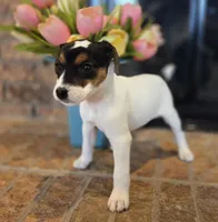 Lily , a female Jack Russell Terrier for sale in Milan, IL – Photo 6 of 10