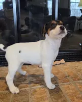 Lily , a female Jack Russell Terrier for sale in Milan, IL – Photo 8 of 10