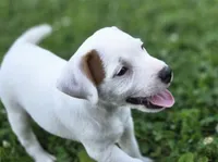 Cody, a male Parson Russell Terrier for sale in Milan, IL – 9 of 9