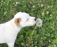 Wyatt .., a male Parson Russell Terrier for sale in Milan, IL – 9 of 10