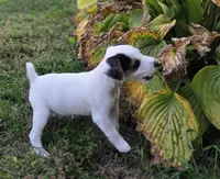 Riley, a male Jack Russell Terrier for sale in Milan, IL – 4 of 10