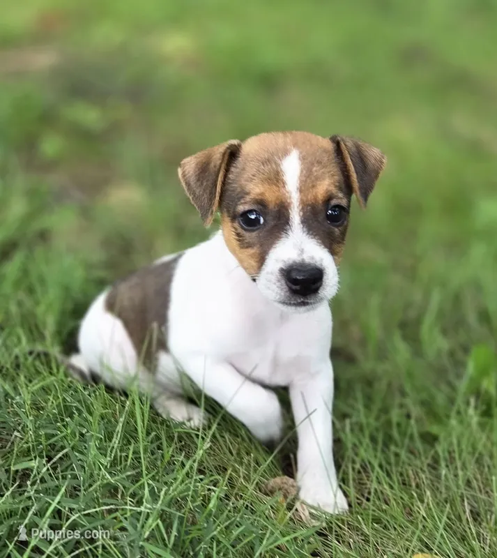 Franklin – Jack Russell Terrier puppy for sale in Milan, IL