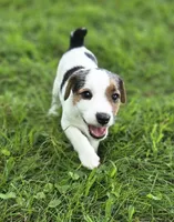 Murphy, a male Jack Russell Terrier for sale in Milan, IL – 4 of 9
