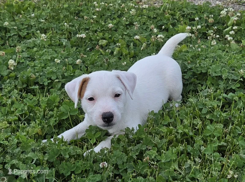 Cody – Parson Russell Terrier puppy for sale in Milan, IL