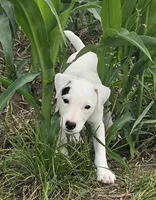 Winston , a male Jack Russell Terrier for sale in Milan, IL – 4 of 10