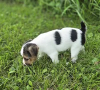 Murphy, a male Jack Russell Terrier for sale in Milan, IL – 7 of 9