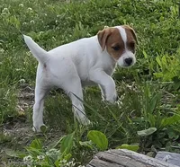 Cash, a male Jack Russell Terrier for sale in Milan, IL – 2 of 10